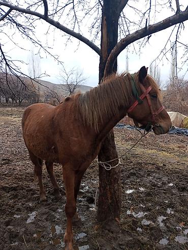 Лошади, кони: Продаю | Конь (самец) | Рабочий — 10