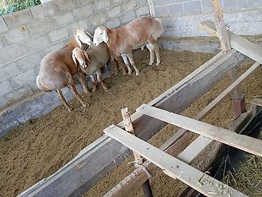 Продаю | Овца (самка) | Для разведения | Матка at lalafo.kg — 5 Продаю | Овца (самка) | Для разведения | Матка — 5