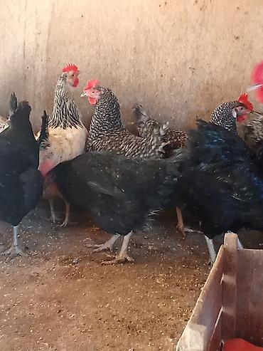toyuq məhsulları: Məhsul: Yerli toyuq yumurtası Təsvir: - Təbii şəkildə bəslənən kənd — 3