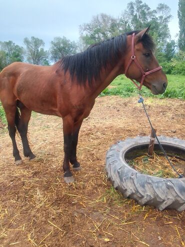 Лошади, кони: Продаю | Конь (самец), Жеребец | Английская, Полукровка | Для разведения, Рабочий, Конный спорт | Племенные — 11