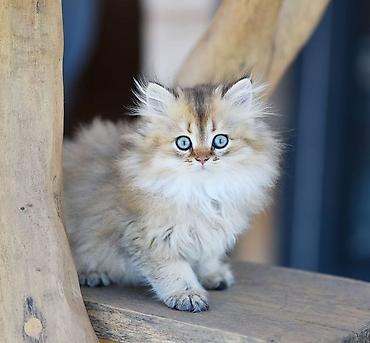 Pişiklər: Britan — 13