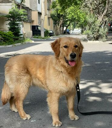 İtlər: Retriever, 11 ay, Dişi, Peyvəndli, Ünvandan götürmə, Pulsuz çatdırılma, Ödənişli çatdırılma