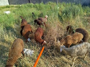 pişiyə verilən adlar: Erkək, Qala, il: 1, 10 kq, Damazlıq, Ünvandan götürmə