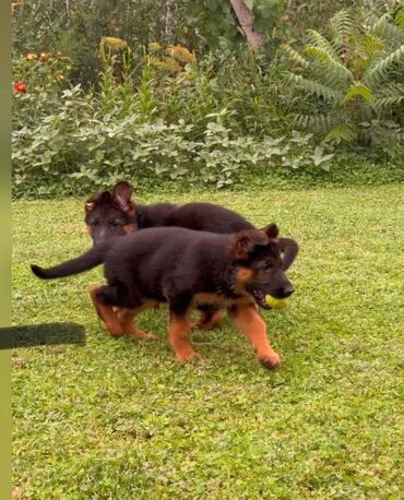 Услуги ветеринара: Гостиница для собак уезжаете в командировку или отпуск, и не знаете — 9