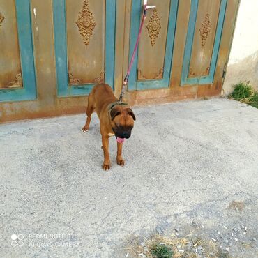 it ucun manej: Bokser, 1 il, Dişi, Peyvəndli, Pulsuz çatdırılma lalafo.az -da it ucun manej: Bokser, 1 il, Dişi, Peyvəndli, Pulsuz çatdırılma