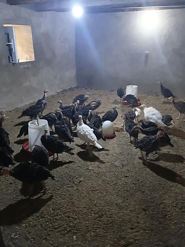 damaz: Satlıq hinduşka balaları. Şəkillərdə göründüyü kimi sürü halında — 1