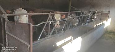 Коровы, быки: Продаю | Бык (самец) | Ангус, Герефорд | На откорм | Привязанные — 2