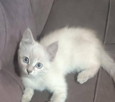 коты бесплатные: Беспородная, 4 месяца, Девочка, Приучена к лотку — 4