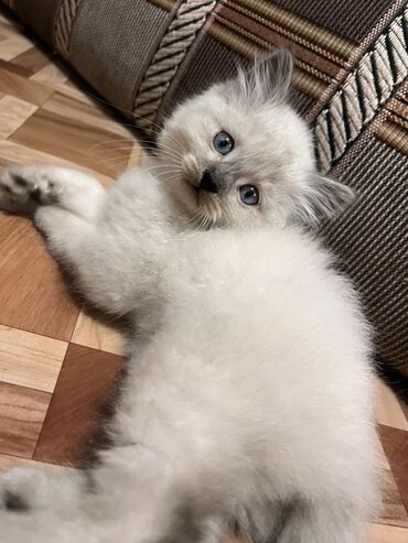 Отдам даром кошку: Кошка даром: Сиамская, 1 месяц, Девочка