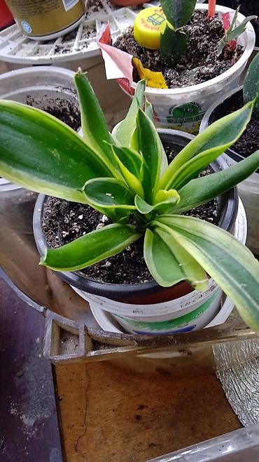 Хойи: Коллекционные хоии (Hoya) – несколько разновидностей в горшках и — 19