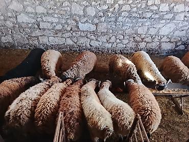 Quzu: Quzu, Erkək, ay: 7, 40 kq, Damazlıq — 2