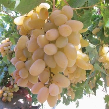 Şitillər: Üzüm tingləri – müxtəlif süfrə sortları Təsvir: - Seçmə süfrə üzüm — 7