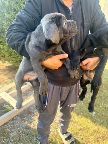 İtlər: Kane-Korso, 2 ay — 6