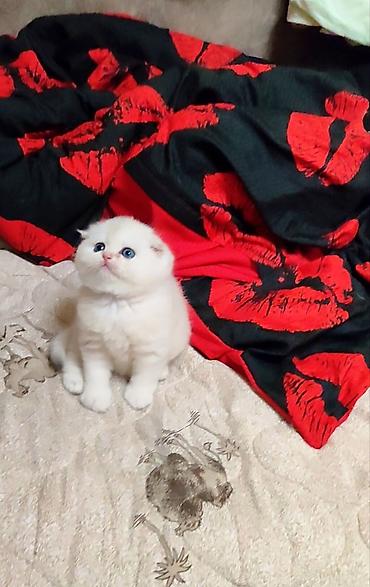 Продажа кошек: С документами. Чистокровный Шотландский вислоухий котёнок, (мальчик) — 9