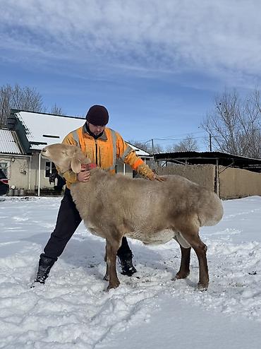 Баран, овца: Продаю | Баран (самец) | Арашан | Для разведения | Осеменитель — 7