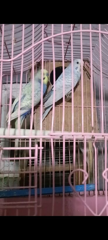 Tutuquşları: Salam hazir cut 2 defe bala almisam kocle baxli satiram hazir cut — 8