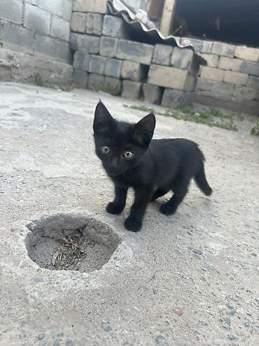Кошки: Котята, помёт из нескольких малышей - Шерсть короткая, мягкая; у — 4