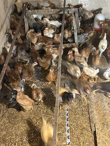 Cücələr: Toyuq cücələri, Ətlik — 7