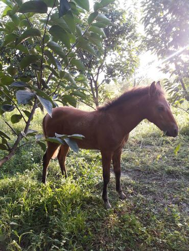 poni atlar v Azərbaycan | Kürklər: 5 Aylıq dayçadı erkək yorğası var