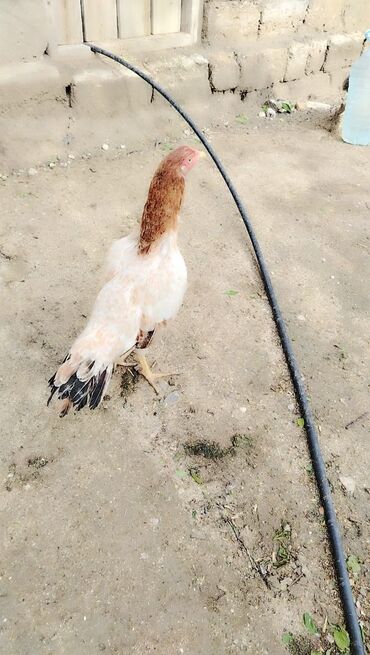 qırğı quşu: Heratı fərəsi 10 11 aylığdı damazdığ fərədi imkan olmadığı üçün