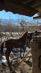 Другие животные: Кунан 1,5 жаш — 6