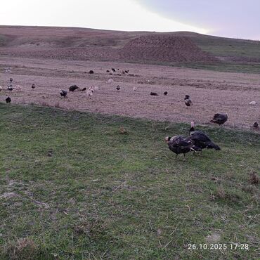 Hinduşka: Məhsul: Hind quşları (qarışıq rəngli sürü) Təsvir: - Təbii şəraitdə — 9