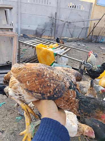 Другие с/х животные: Продаются сельскохозяйственные птицы смешанного поголовья для — 28