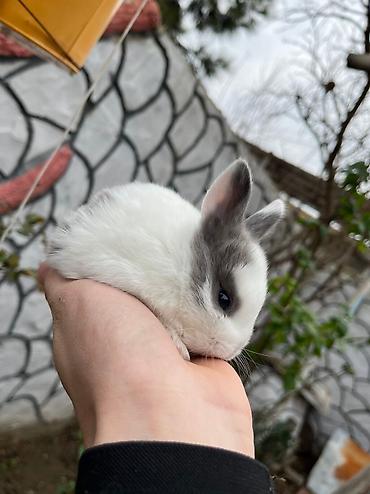 ev itleri qiymeti: Salam🖐🏻. 🎁 Ad günlerinde bayram ve xüsusi günlerde Hediyye seçiminde — 4