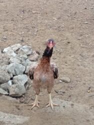 Toyuqlar: Heyratı toyuq satılır bir ədədi 60 manatdır tam sağlamdır türk sortudu -da lalafo.az — 2 Toyuqlar: Heyratı toyuq satılır bir ədədi 60 manatdır tam sağlamdır türk sortudu — 2