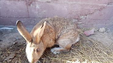 Кролики: Продаю | Кролик самец — 1