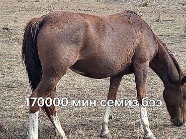 продажа домашних животных: Семиз бээлер сатылат,жайлоодон тушту — 2