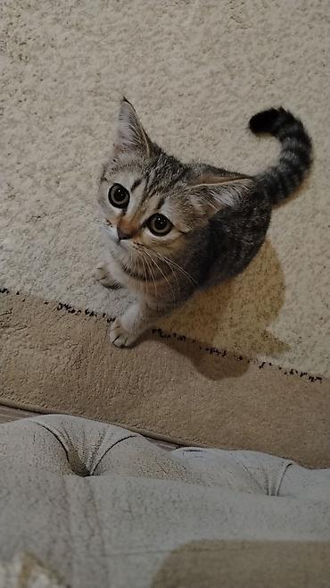 Tabbi, Dişi, Yaxşı əllərə