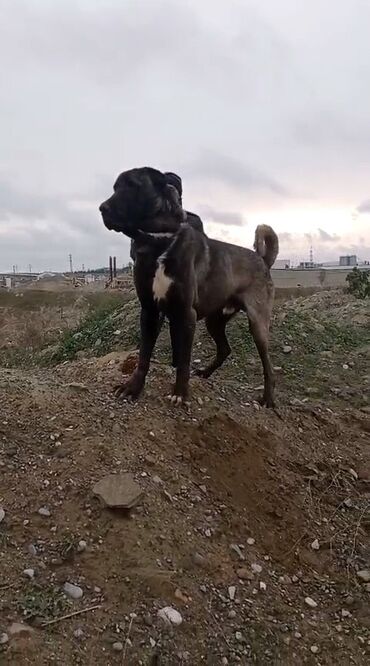 ov it: Kanqal, 4 il, Erkek, Peyvəndli, Ünvandan götürmə, Ödənişli çatdırılma, Rayonlara çatdırılma