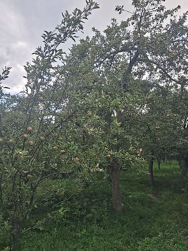 модыльный дом: 2 дома на участке. Есть возможность обмена на другую недвижимость — 8