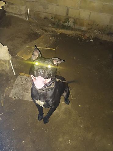 gencede itler: Pitbul, 1 il, Erkək, Peyvəndli — 10