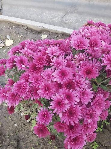 Хризантема: Хризантема — 21