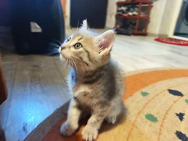 Продажа кошек: 🐾 Пушистое счастье ищет дом! 🏡 потрясающая девочка ушки стоячие — 5