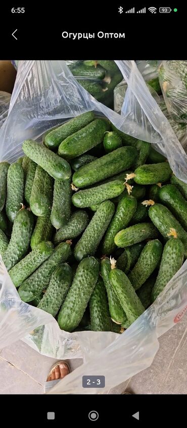 аренда мороженного аппарата: Бадыраңдар Дүңүнөн