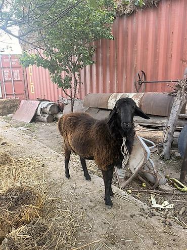 матки ярки: Продаю | Овца (самка) | Для разведения — 3