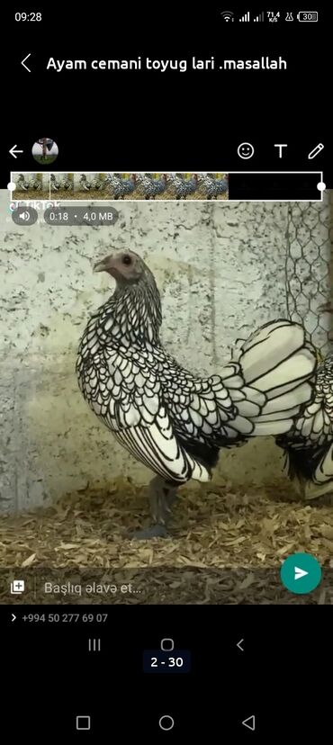 Toyuqlar: Toyuq, Damazlıq, Ödənişli çatdırılma — 29