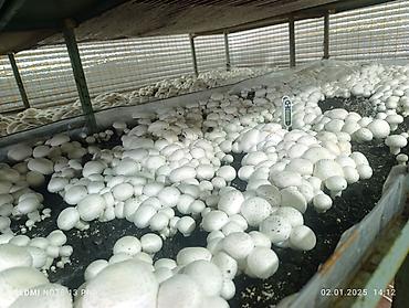 мороженое макет: Шампиньоны культивированные (Agaricus bisporus) - Выращены в — 2