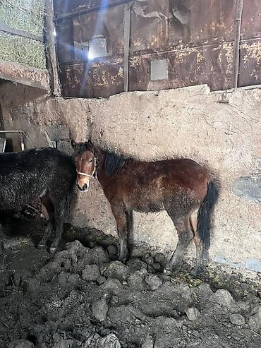 Лошади, кони: Продаю | Жеребенок | На забой — 14