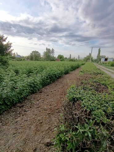 сары челек квартира: 15 соток, Бизнес үчүн, Кызыл китеп