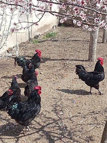 Toyuqlar: Toyuq, Australorp, Damazlıq, Ünvandan götürmə — 13