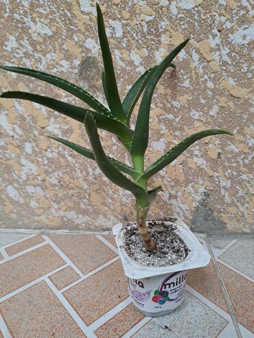 xs kofe qiymeti: Алое саженцы at lalafo.az xs kofe qiymeti: Алое саженцы