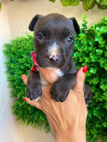 Psi: Registrovana odgajivacnica pasa "Happy Puppies" ima u ponudi prelepe — 9
