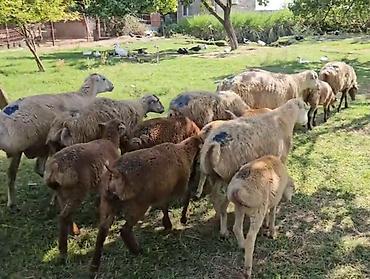 Qoyunlar, qoçlar: Dişi, il: 1, Damazlıq, Pulsuz çatdırılma — 1