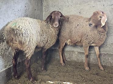 Баран, овца: Продаю | Овца (самка) | На забой, Для разведения — 9