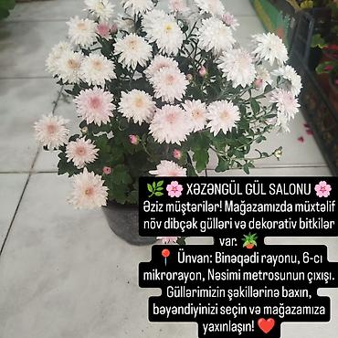 soltan daragi gulu: Xəzəngül Gül Salonu – dibçək gülləri və dekorativ bitkilər — 1