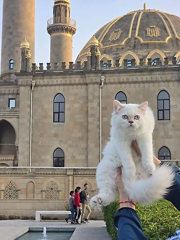 pişik yuva: Şotland uzun tüklü, Erkək, Yaxşı əllərə, Ünvandan götürmə, Pulsuz çatdırılma, Ödənişli çatdırılma — 1